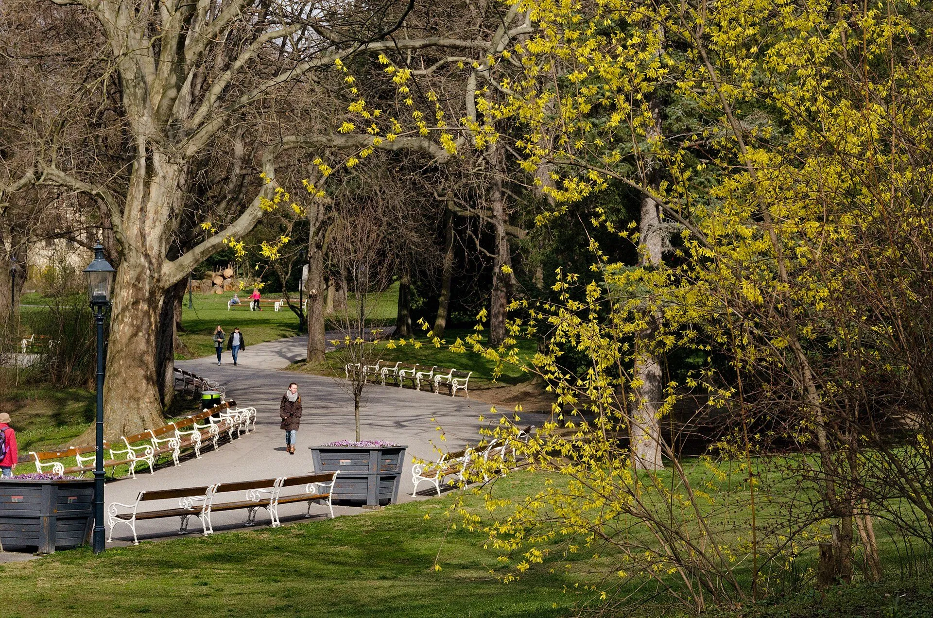 Spazierwege und weiße Bänke im Türkenschanzpark, vorne blühende Forsythien