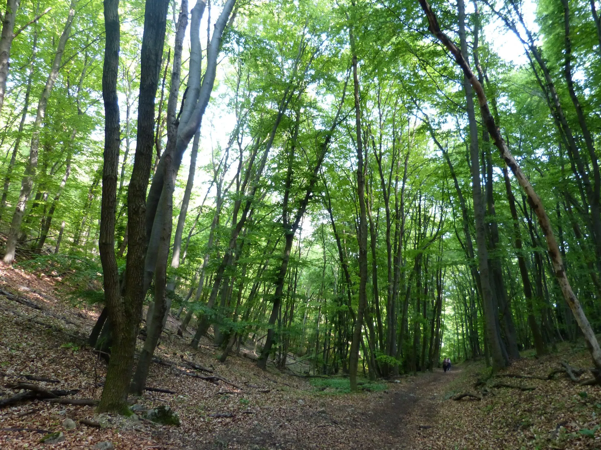 Ein Waldweg unter hohen, frisch grünen Buchen im Wienerwald